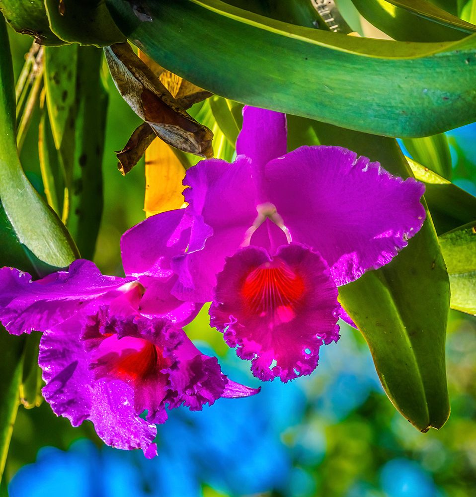Tropical flowers-Florida